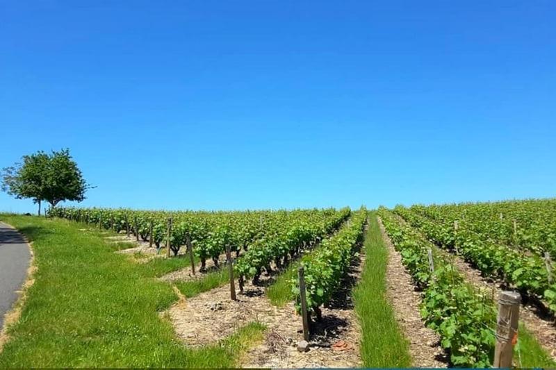 Gite Au Bord Du Cher "La Mesange Verte" Savonnières Екстериор снимка